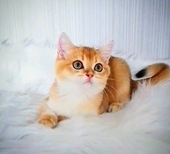 Золота шиншилла, чудовий хлопчик