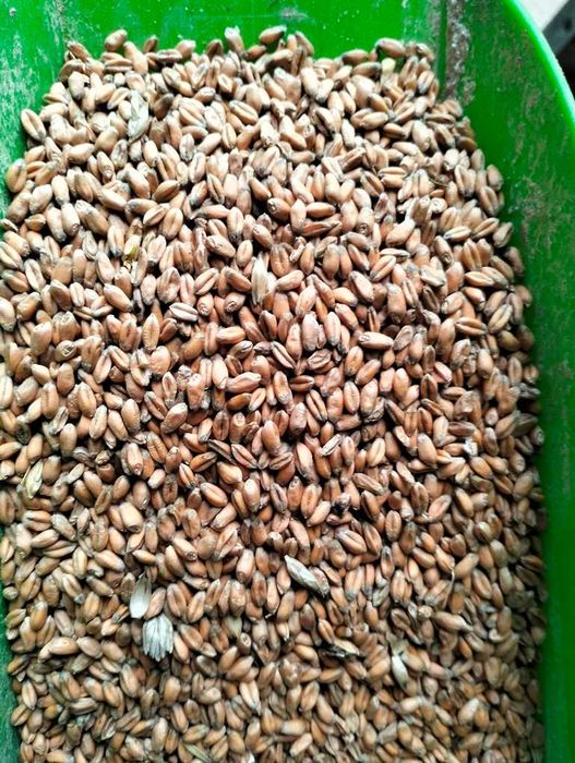 Pszenica, jęczmień jary, pszenżyto