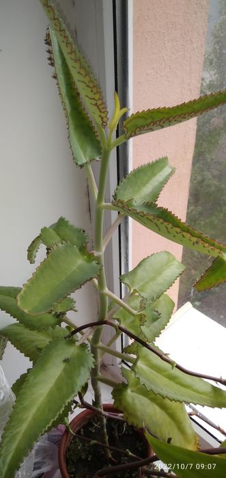 Золотий ус, Каланхое, та Алое