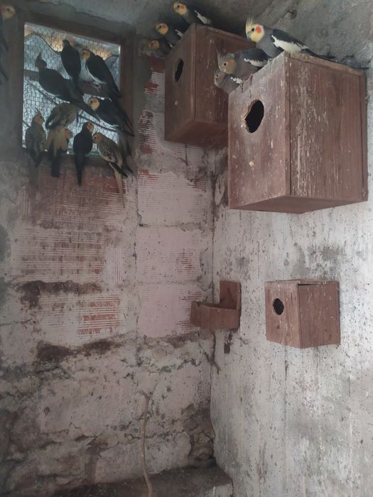 Caturras e pyrrhuras peralta