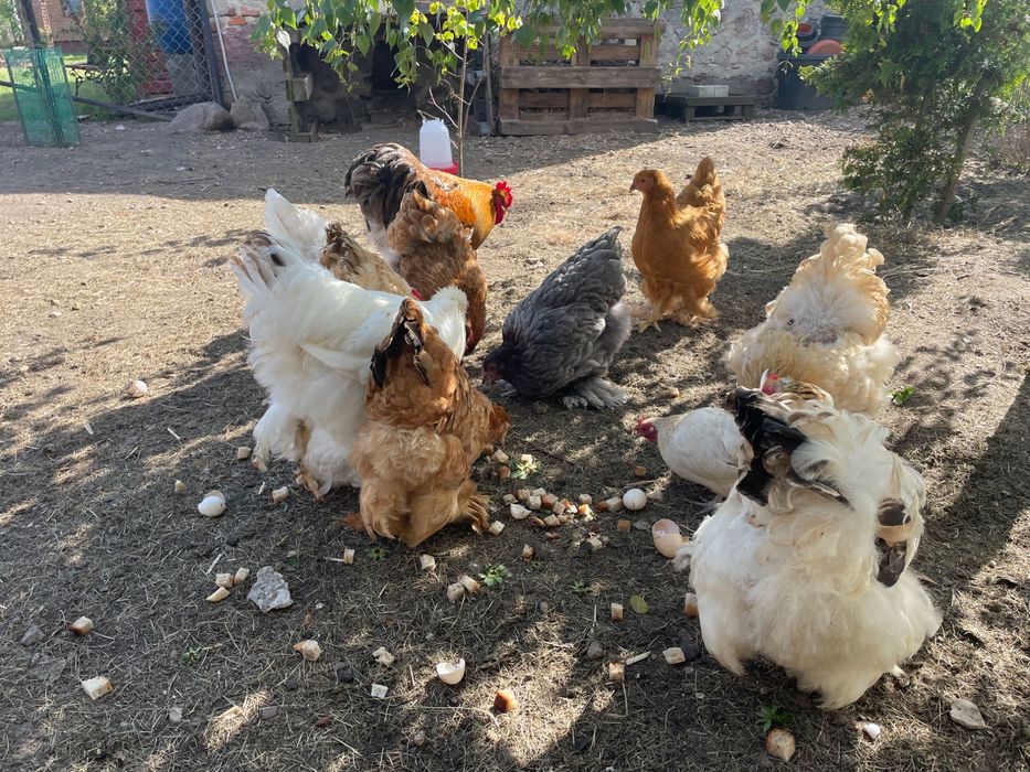 Kochin karzełek i olbrzymi -  jaja lęgowe