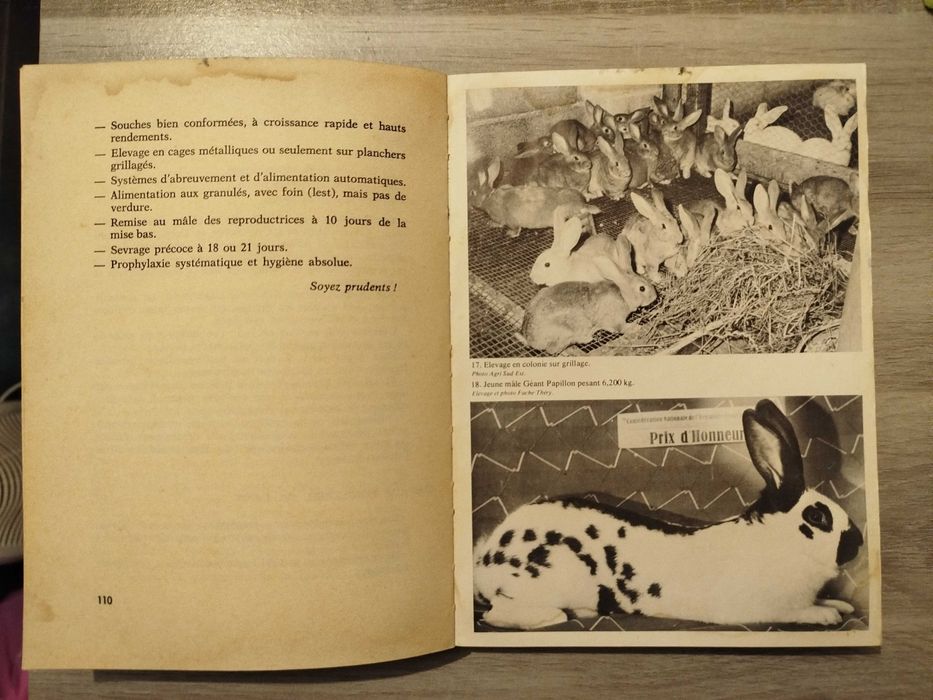 Criação Moderna de Coelhos