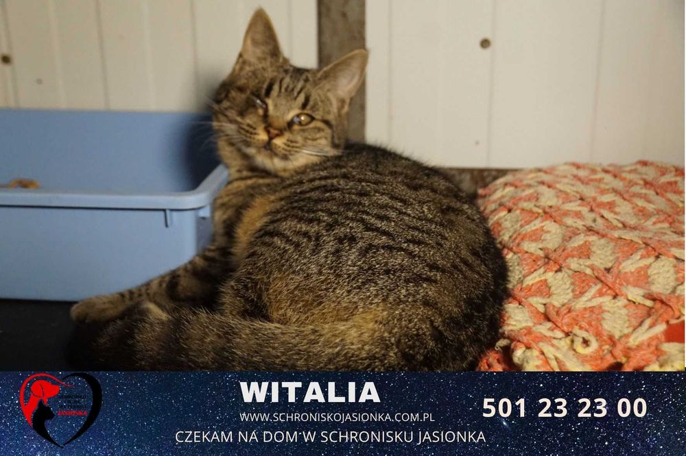 Witalia szuka domu-schronisko Jasionka-aktualne