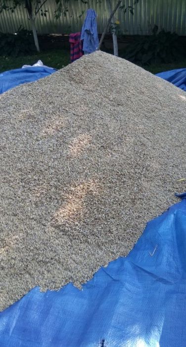 Продам зерно (ОВЕС)