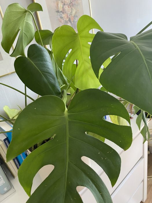 Monstera piekna duża kwiat