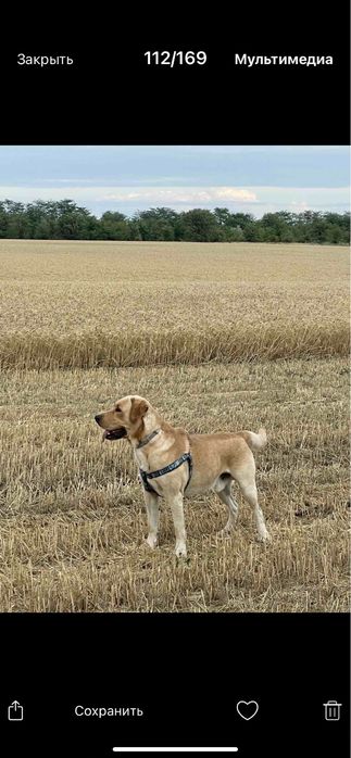 Лабрадор вязка