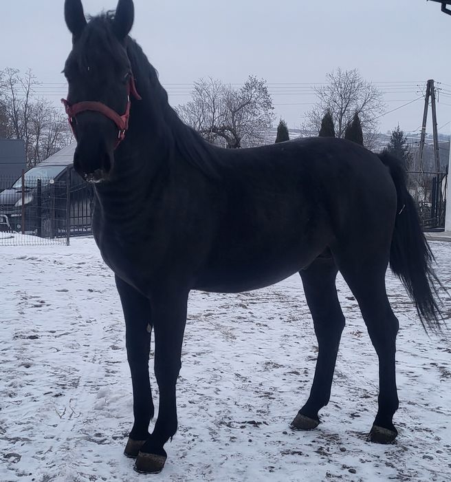 Sprzedam ogierka