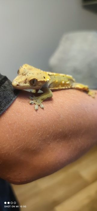 Gekony orzęsione + terrarium