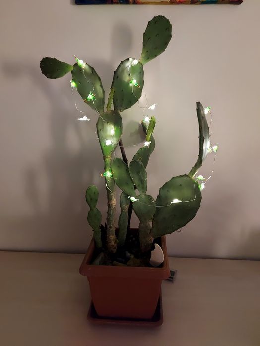 Opuncja figowa  - roslina w donicy