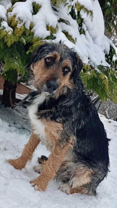 Młodziutki Uszek do adopcji