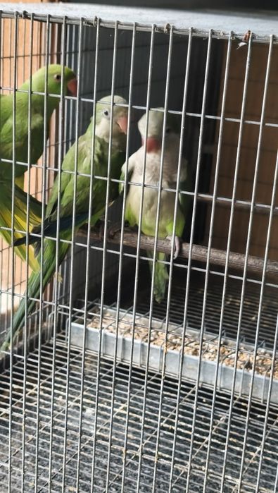 Conures de peito cinza
