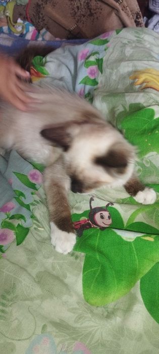 Сіамський котик сноушу