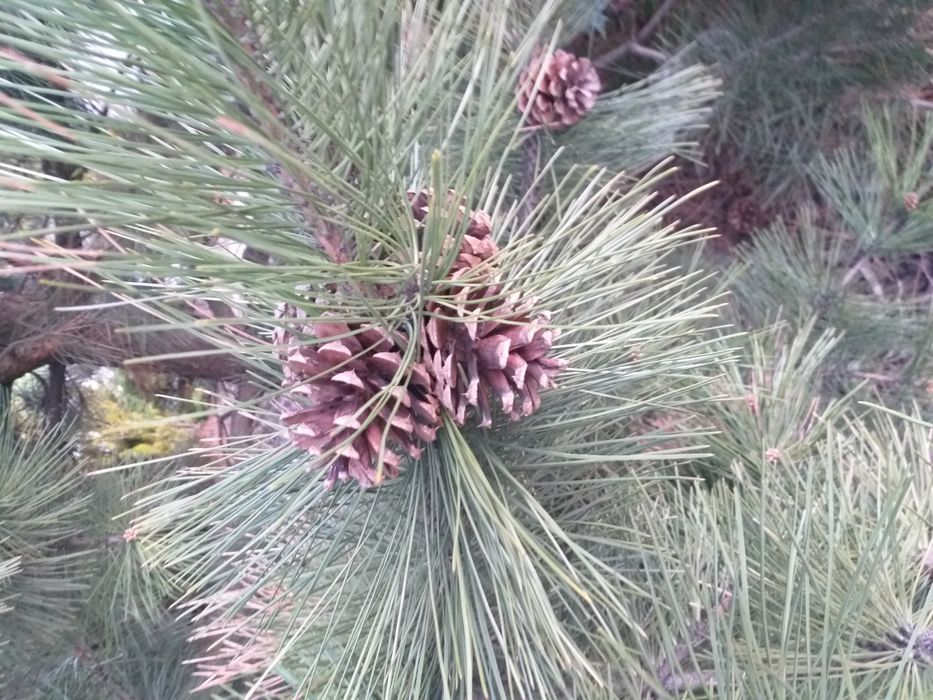 Szyszki do strojików i lasów w słojach