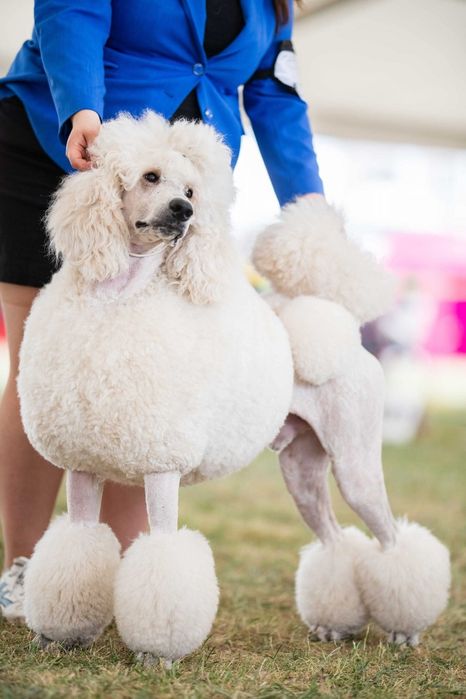 Pudel królewski FCI ZKWP **szczenięta**