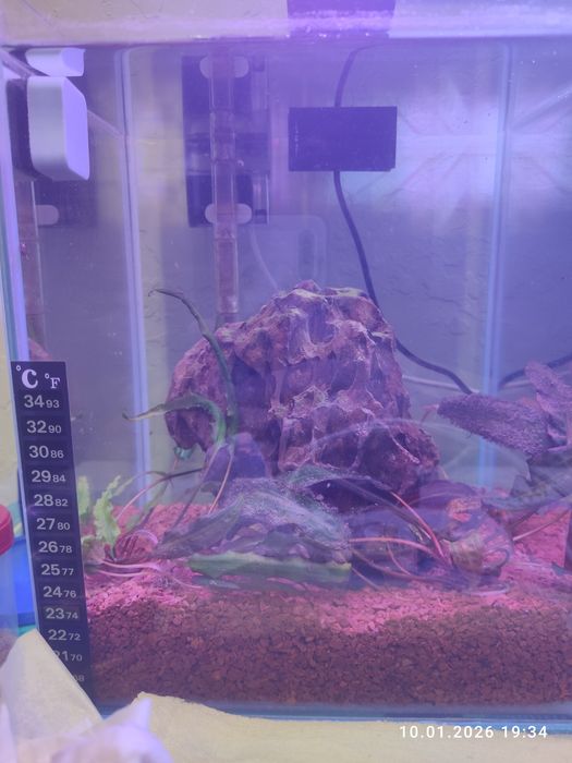 Akwarium 20x20x25 dla bojownika