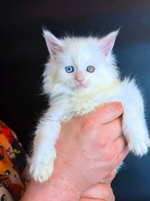 Неймовірний хлопчик