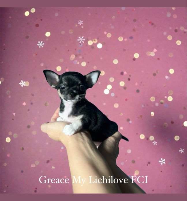 Chihuahua mini dziewczynka tricolor FCI