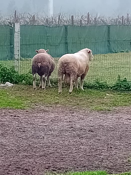 Carneiro ille de France