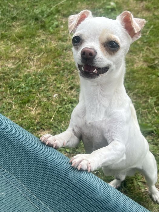 Чіхуа шукає наречену