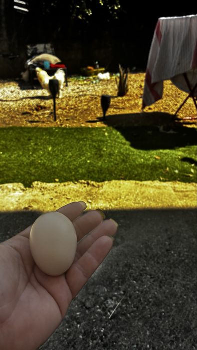Ovos de sedosa do japao galado
