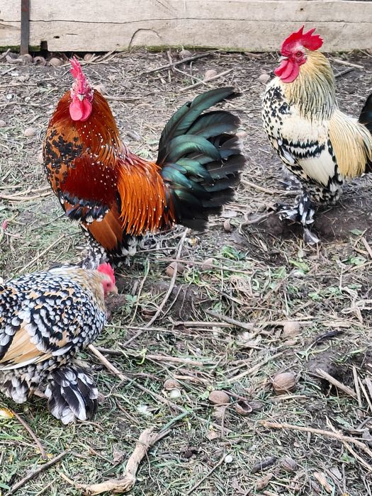 Кури Мільфлер карликові кури