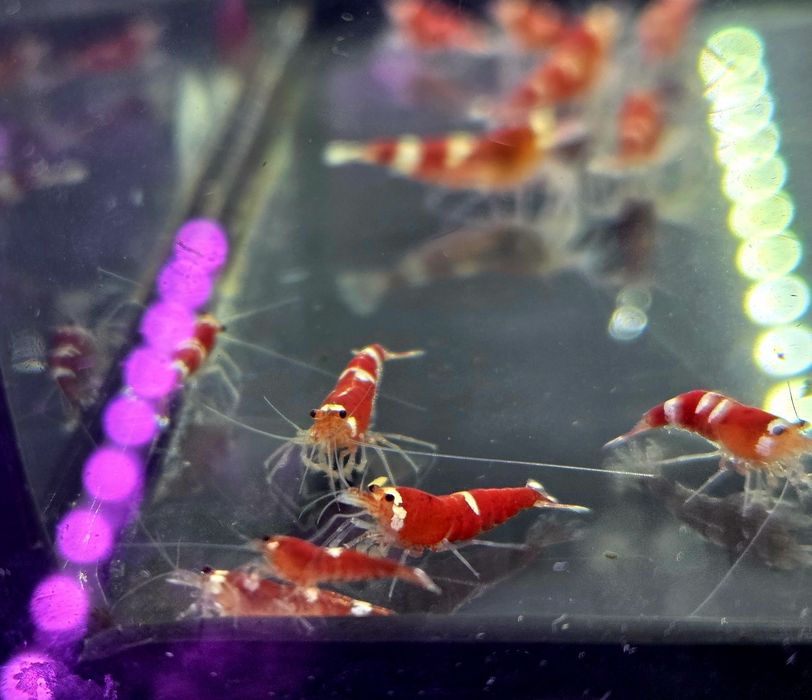 Krewetka caridina super crystal red