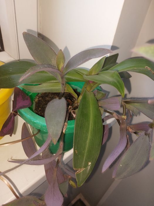 Традесканция бледная+Традесканция покрывальчатая (вазон)