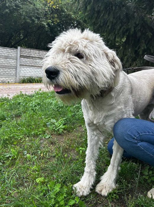 Suczka do adopcji PERCIA