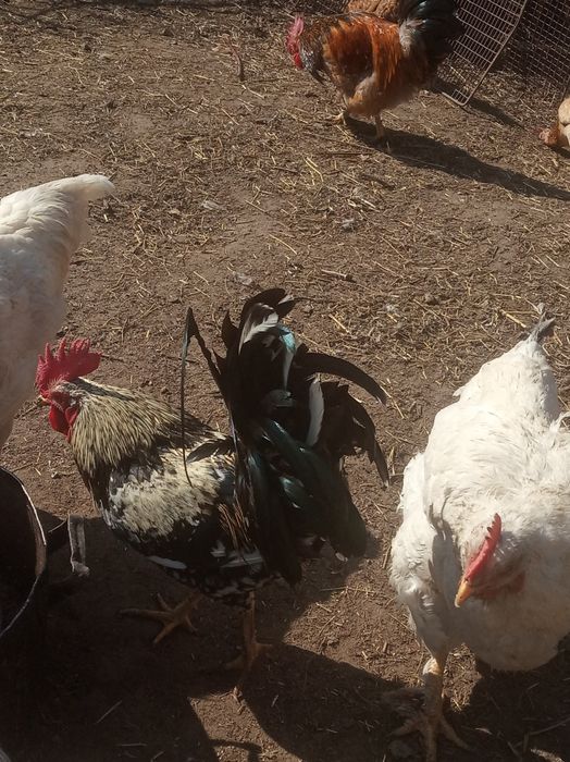 Півні кокенхінів