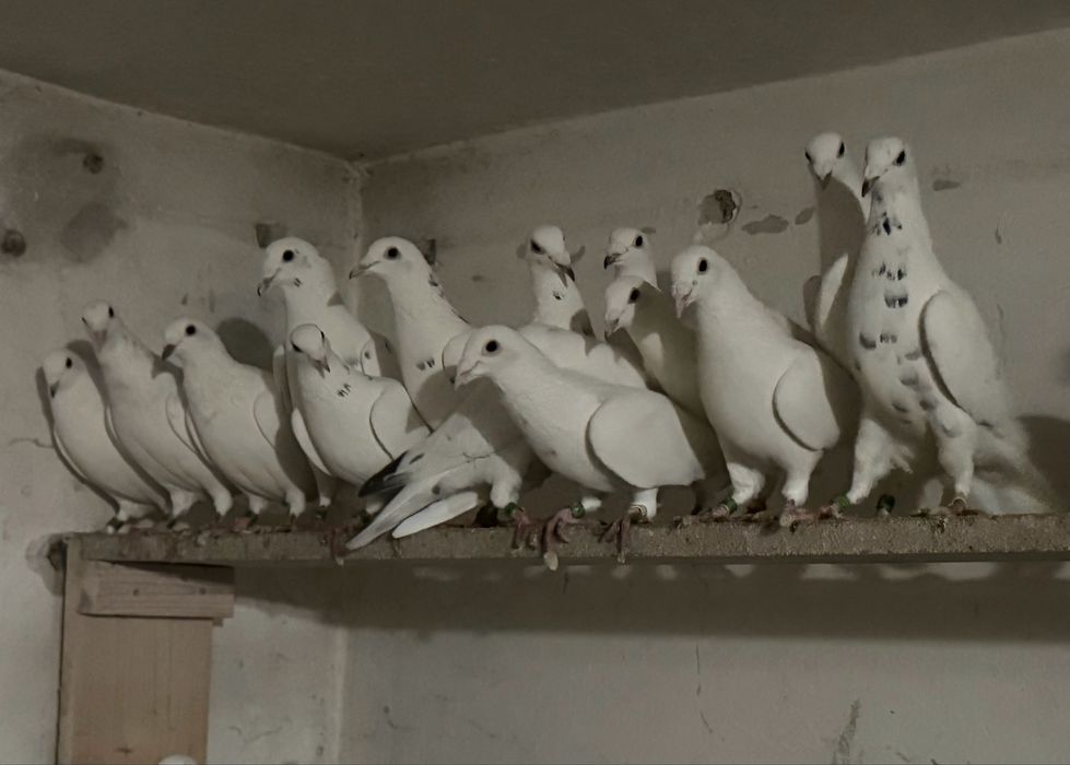 Białe gołębie pocztowe