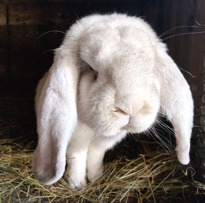 Samiec Baran francuski