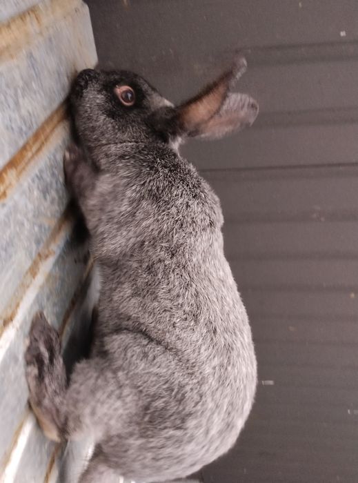 Продам кролі ПСрібло