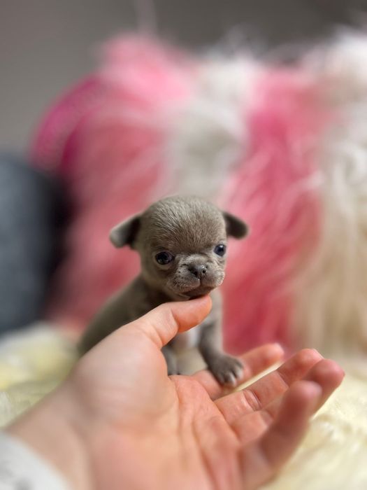 Śliczny Liliowy chłopiec