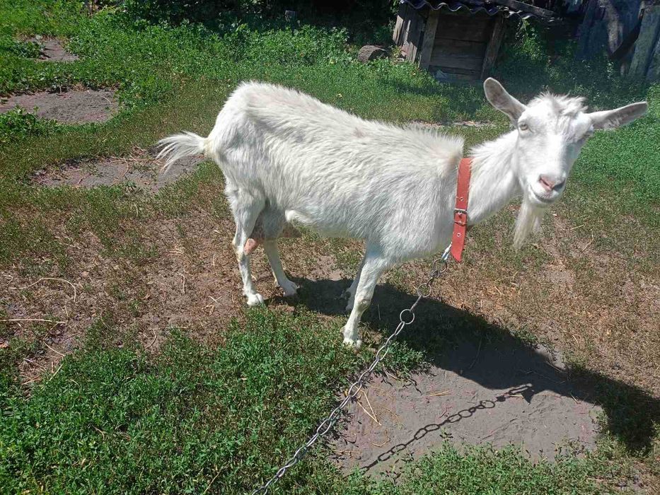 Продам дійну козу.