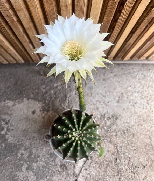 Кактус Ехінопсис айрісії  Echinopsis eyriesii