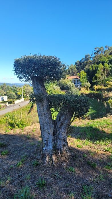 Oliveiras de Jardim