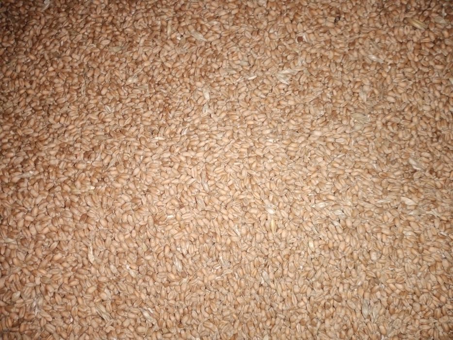 Mieszanka pszenica pszenżyto workowana 25 lub 50 kg