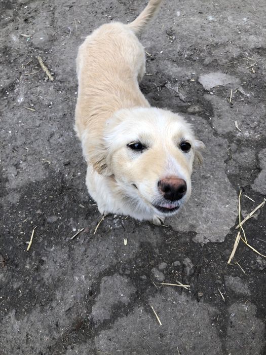 Відам в добрі руки