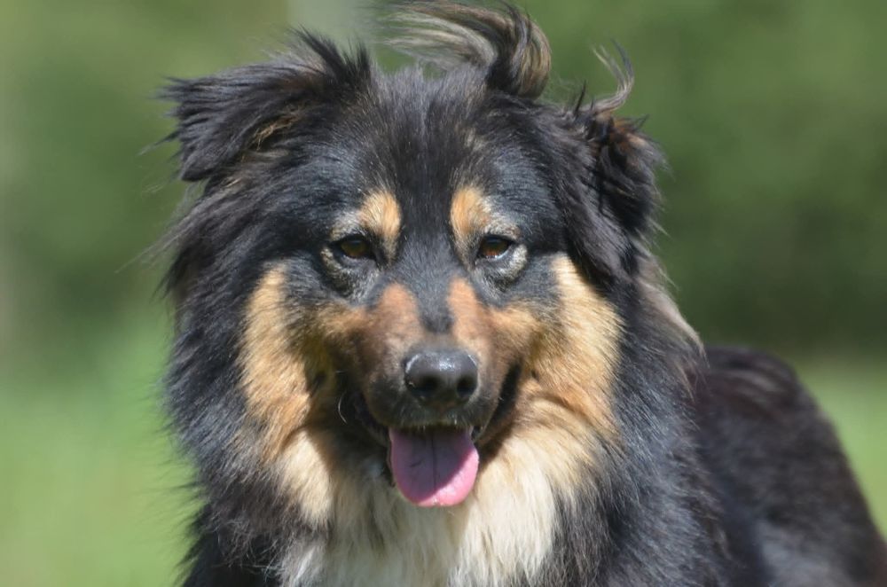 Mati- do adopcji