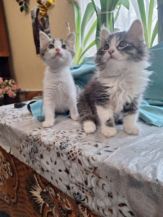 Малюки шукають люблячу родину