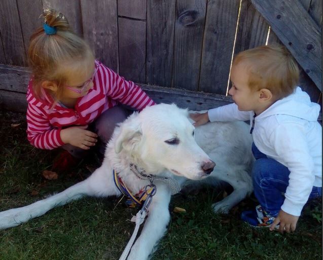 Цуценята Вівчарка Українська Карпатська, Розплідник-ВУК. Щенки овчарка