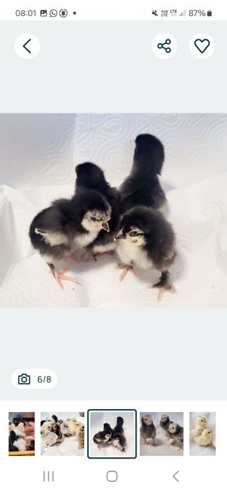 Olive egger Moss egger Marans Araucana Silki  Australorp Chabo
