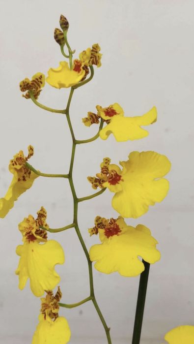 Orquideas cambria e oncidium