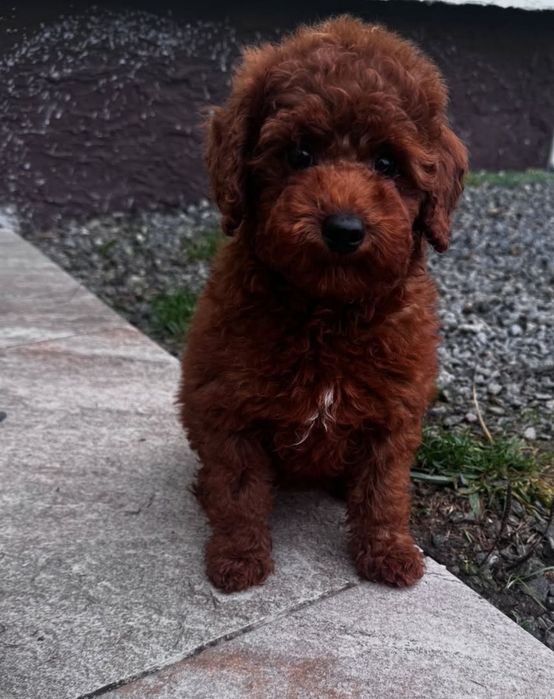 Красавчік хлопчик ред браун ,