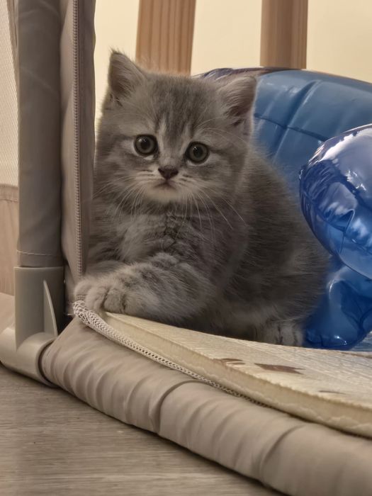 Gatinha Scottish Straight Silver Tabby