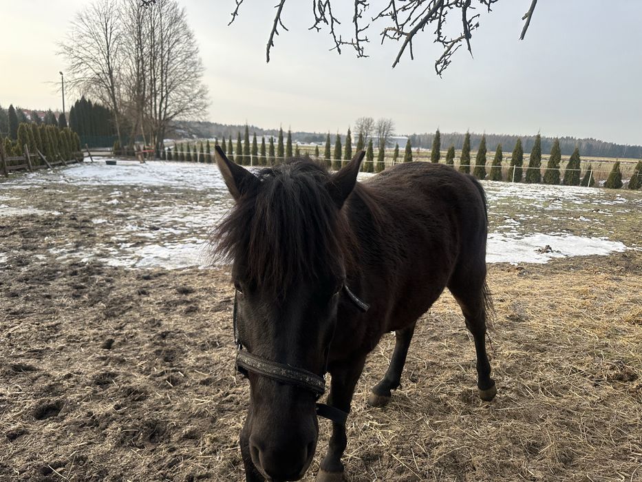 Koń rasy huculskiej