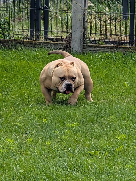 American bully pocket