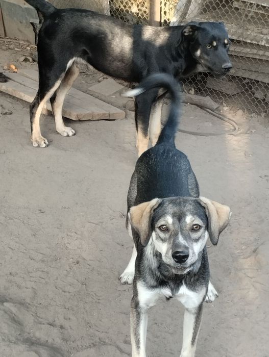 Кая шукає родину