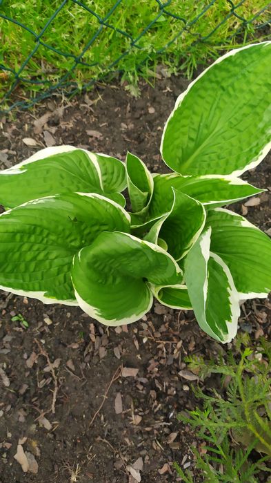 Trawa ozdobna turzyca ,hosta,funkie, milin
