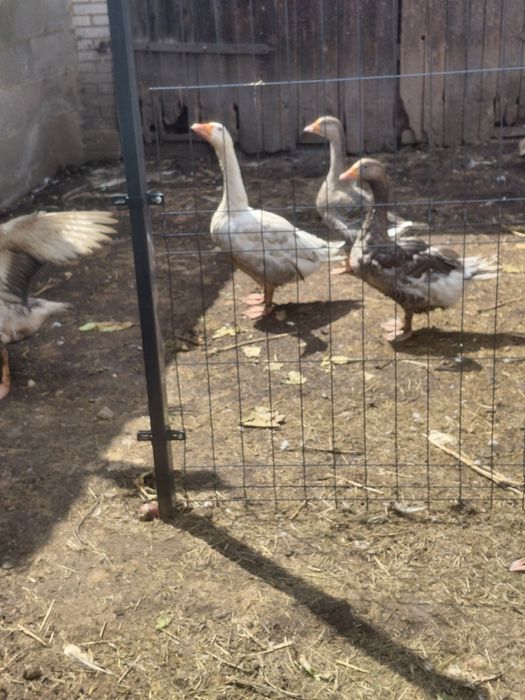 Gęsi mix ras landes garbonosa